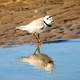 Piping plovers like the one here spend their winters along the Gulf and Atlantic coasts of the United States. At the Texas SpaceX launch site, the birds’ vacation spot has become decidedly less ideal.